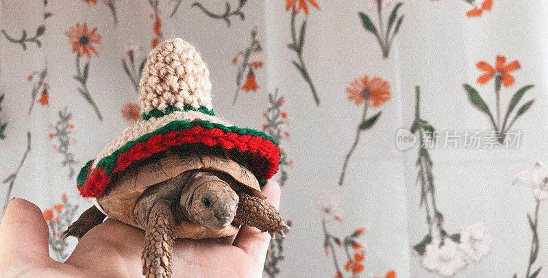 俄罗斯哈茨菲尔德/赫尔曼的小乌龟戴着一顶编织的宽边帽，被一个不认识的人握在手里